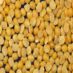 Premium Quality Red Lentils / Yellow Lentils / Green Lentils