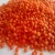 Import Red Split Lentil from India