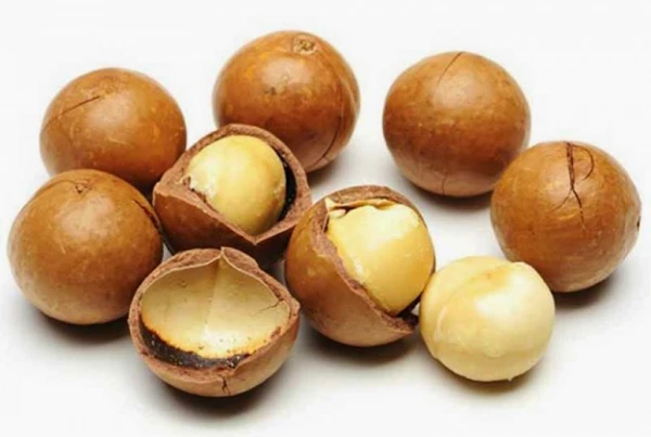 Rich In Vitamin From Vietnamese Roasted Macadamia nuts
