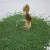 Import Rubber SBR Granules-1-4mm Low Price  Artificial Grass Turf Infill EPDM Rubber Granules from China