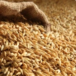 Russian organic barley seeds