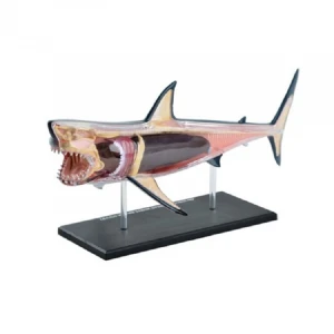 Safe And Healthy Shark High Animal Simulation 3d Model Prototypes