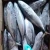 Import Seafrozen Bonito Fish 300 - 500g for Tanzania Market from China