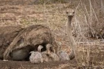 South African Black Neck Ostriches