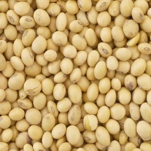 Soybeans For Sale cheap now