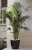 Import TEL +8618924003579 High Quality Home decoration Size Palm Tree Artificial Plants from China