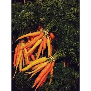 Thailand Organic Fresh Carrot