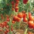 Import Tomato /Vegetable Seed /Big /Cherry tomato Seeds from China
