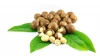 Top Quality Roasted Macadamia Nuts