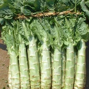 Vegetables Lettuce