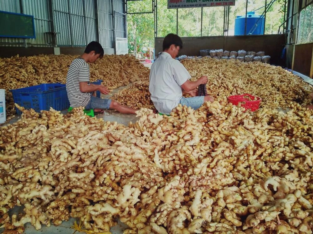 Vietnam Fresh Ginger With Competitive Price To Import 2021