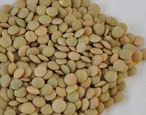 Whole Dried Green Lentils