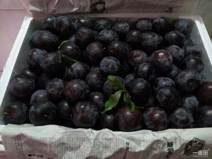 Wholesale Fresh Black and red Amber  Quality Plums..