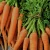 Import Wholesale Fresh Carrot / Fresh Carrot Vegetable / Fresh Carrot from Ukraine