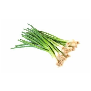 Wholesale Fresh Vegetable Scallion Green Onion