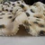 Import Wholesale leopard printed plush rubbit fur slipper  carpet garment clothing polyester knitted fabric from China