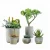 Import Wholesale mini artificial succulent decorative indoor bonsai on desk from China