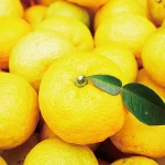 Wholesale organic women body care of yuzu and ginger root extracts