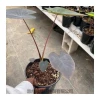 Wholesale price black coral alocasia bonsai plant