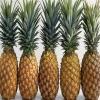 Wholesale Price Fresh Pineapple