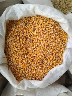 Instant Yellow Corn Grains,Dried Maize Food Grains