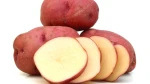Bulk Red Potatoes supplier stock