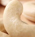 Origin Organic Fresh Cashew Nuts W320 Grade Snack Use Chinese Cashew Nut Raw and Processed Dried Organic Cultivation