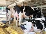 Dairy –Holstein  Friesian Cows