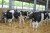 Import Dairy –Holstein  Friesian Cows from Kenya