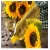 Import 99% Refined Pure Organic High Quality Sunflower Oil from Germany