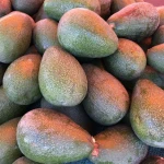 Fuerte Avocados