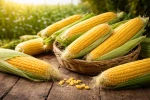 Quality Premium Corn