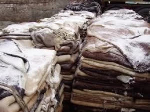 Reliable Supplier of Wet Salted Cow Hides in Wholesale Price