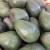 Import Fuerte Avocados from Canada