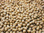 Soybean GMo