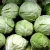 Import Fresh Cabbage in wholesale from Indonesia
