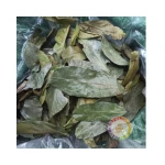 PREMIUM QUALITY 100% ORGANIC DRIED SOURSOP LEAVES MADE IN VIETNAM DRIED GRAVIOLA GREEN LEAVES SOURSOP