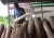 Import Hot Selling Nipah Broom Stick Origin Kalaimantan Island Indonesia from Indonesia