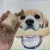 Import COFFEE WOOD CHEW TOY FOR DOG/ HIGH QUALITY PET CHEWING TOY from Vietnam