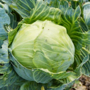 Fresh Cabbage in wholesale