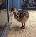 Fertile Ostrich Eggs and Chicks for Sale