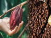 Cocoa Beans & Cocoa Nibs – Pure, Natural Cacao Derivatives