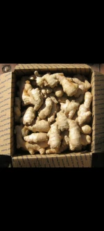 Ginger
