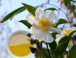 Camellia oil,100%pure,cold-pressed
