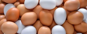 Fresh White and Brown Eggs for Sale