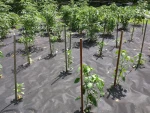 Weed control fabric
