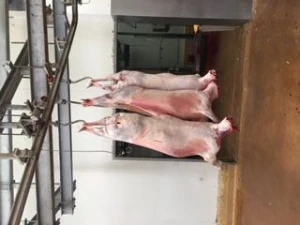 Mutton frozen/fresh