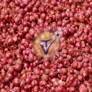 Indian shallots onion / Sambar onion  exporter