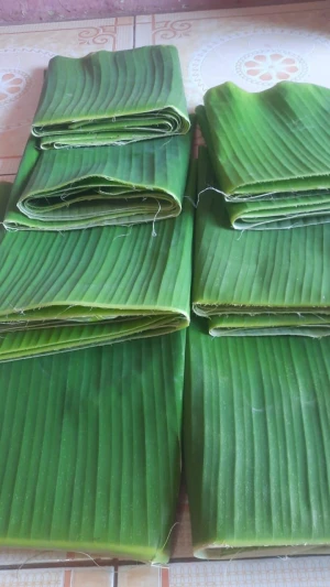 Highly flexible, fresh, and young Banana Leaf