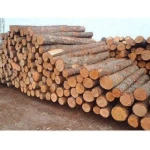 Premium Sipo Logs Bulk Supply High Quality Timber